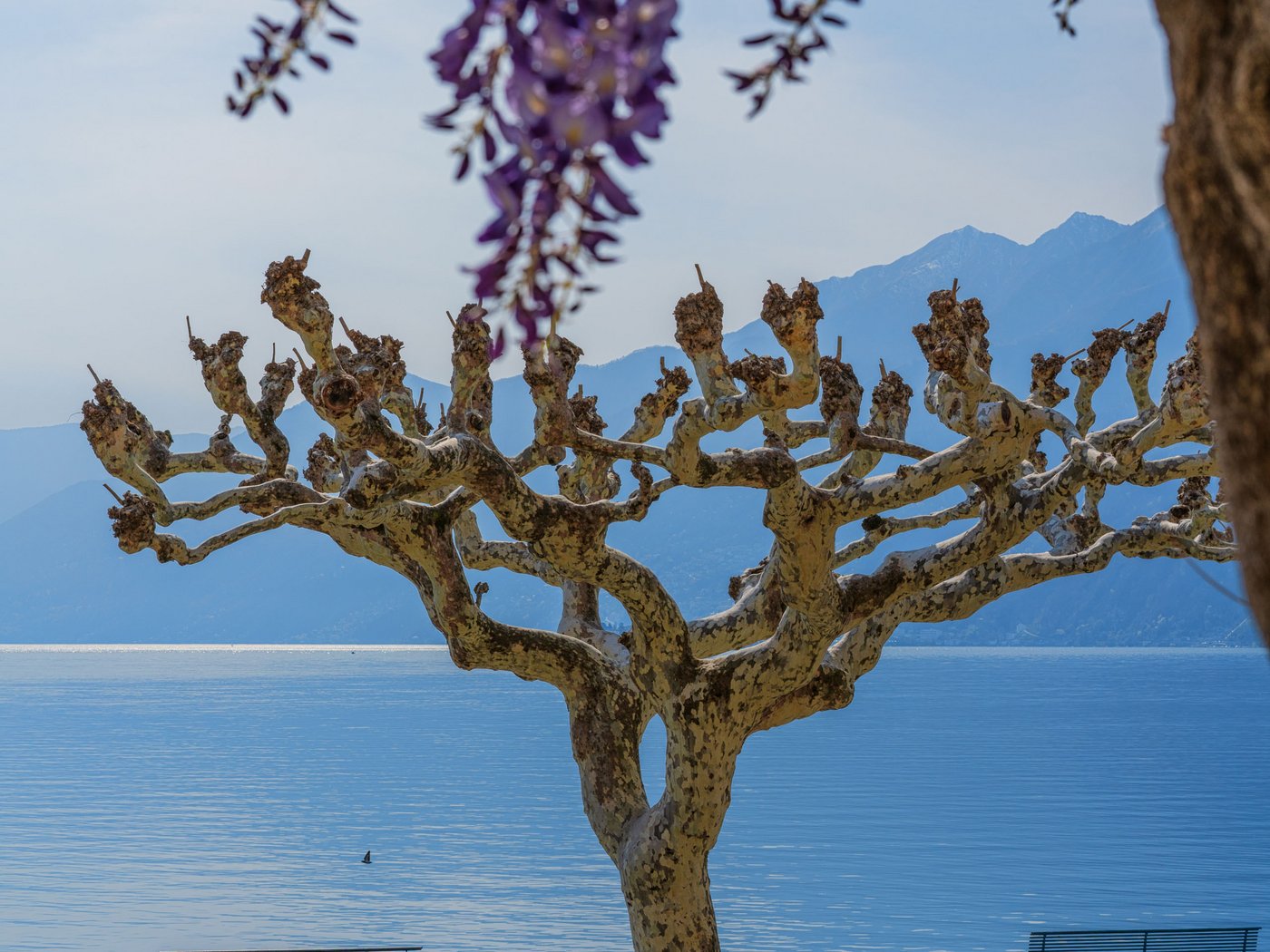 Cartoline dal Vista, il vostro hotel sul Lago Maggiore Cartoline dal Vista, il vostro hotel sul Lago Maggiore