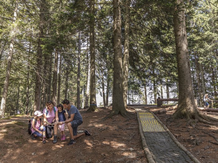 Cimetta chiama! Cimetta chiama!